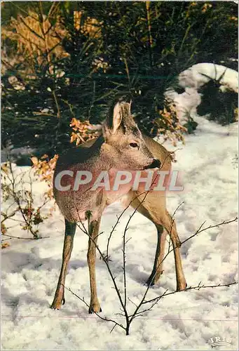 Cartes postales moderne Chevreuil Ree