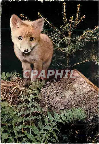 Cartes postales moderne Jeune Renard