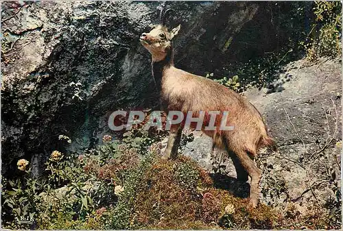 Cartes postales moderne L'Isard les Pyrenees