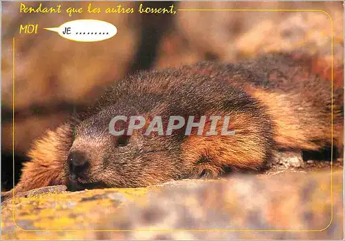 Cartes postales moderne C'est la Vie de Marmotte Pendant que les Autres Bossent Moi je
