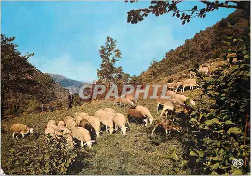 Cartes postales moderne En Parcourant l'Ariege Scene Paisible dans un Paturage Moutons
