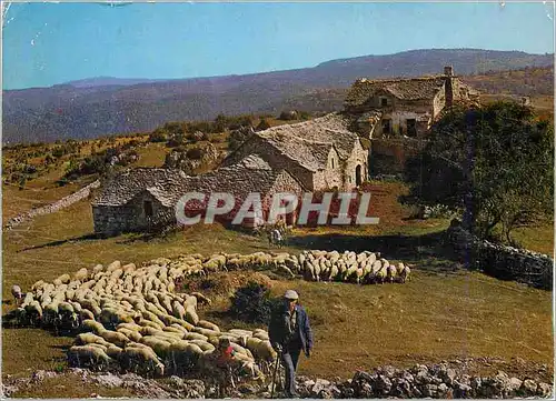 Cartes postales moderne Depart pour le Paturage Berger Moutons