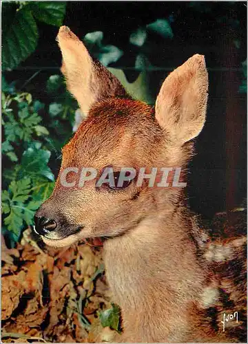 Cartes postales moderne Petit Faon