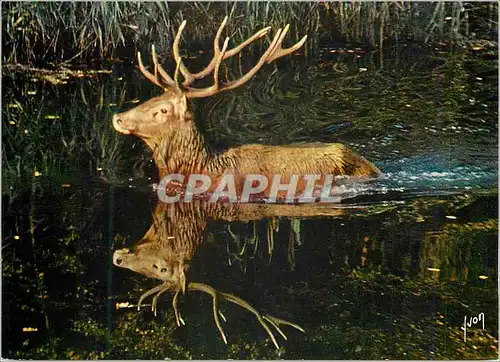 Cartes postales moderne Dans les Forets de France par Barbier Petit