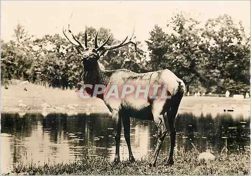 Cartes postales moderne Cerf