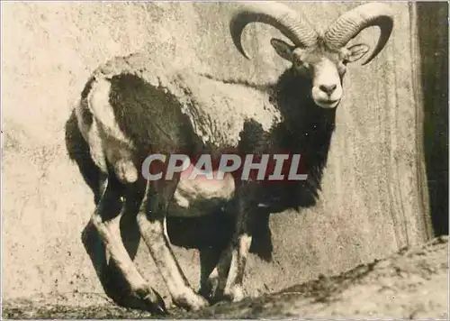 Moderne Karte Mouflon