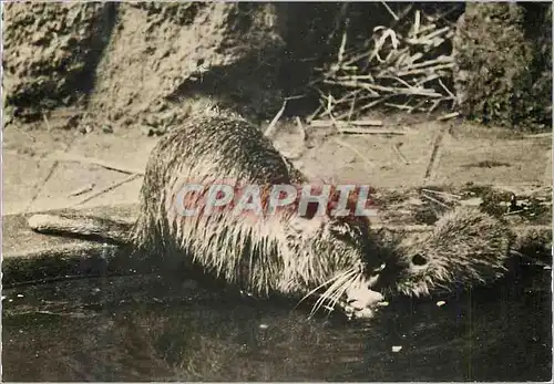 Cartes postales moderne Ragondin et son Petit (Amerique du Sud)