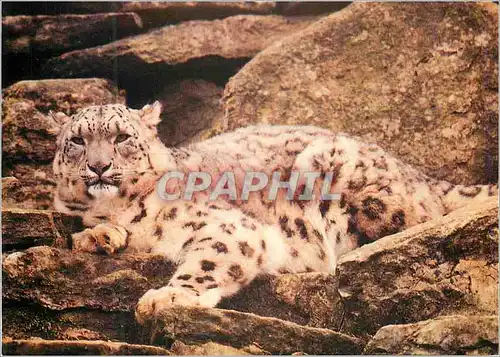Cartes postales moderne Panthere des Neiges WWF World Wide Fund for Nature
