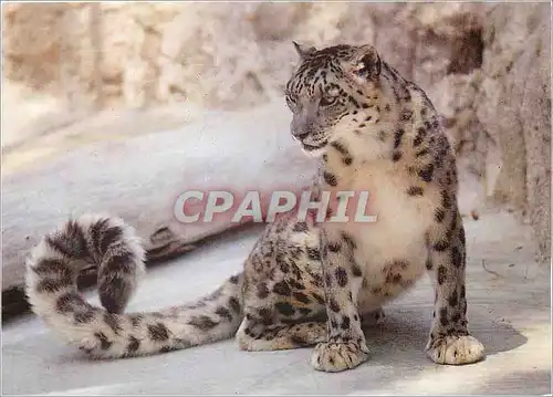 Cartes postales moderne Panthere des Neiges WWF World Wide Fund for Nature