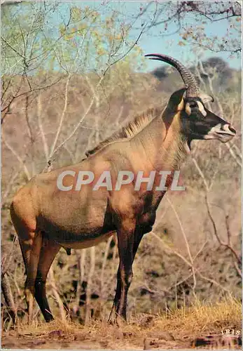 Moderne Karte Antilope Faune Africaine
