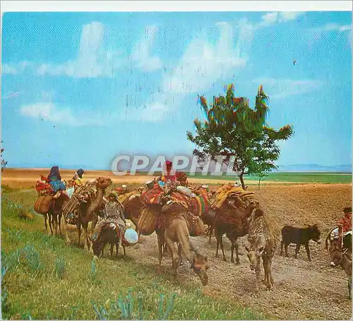 Cartes postales moderne Marche dans le Desert Chameaux Algerie