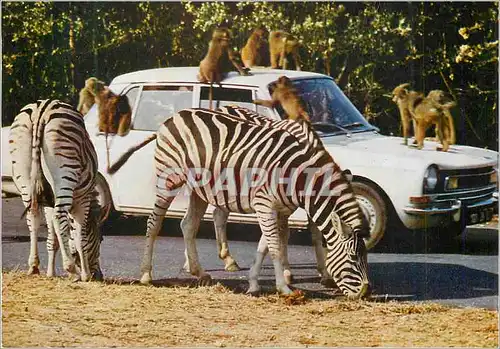 Cartes postales moderne Parc de Peaugres (Ardeche) Safari Singes en Liberte Zebres
