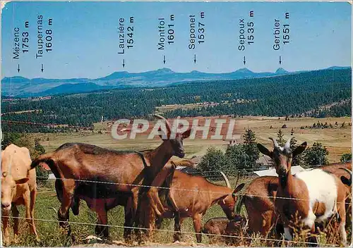 Cartes postales moderne Perspective sur les Monts et les Sucs entre Ardeche et Haute Loire Chevres Mezenc Taupernas Lauz