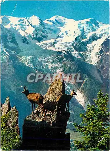 Cartes postales moderne Isards aux Aguets