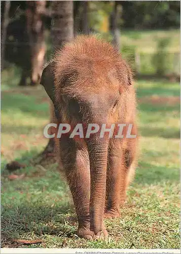 Cartes postales moderne Elephant