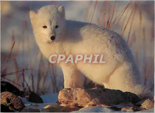 Cartes postales moderne Renard POlaire (Alopex Lagogus) Churchill (Manitoba Canada) Artic Fox(Alopex Lagogus)