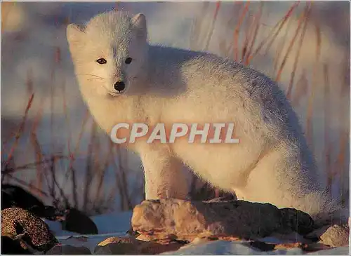 Moderne Karte Renard POlaire (Alopex Lagogus) Churchill (Manitoba Canada) Artic Fox(Alopex Lagogus)