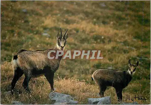 Moderne Karte Chamois Rupicapra Rupicapra Rassemblement des Opposants a la Chasse