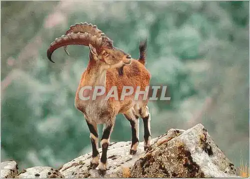 Cartes postales moderne Der Athiopische Steinbock Walie Ibex