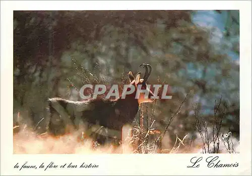 Cartes postales moderne Le Chamois la Faune la Flore et leur Histoire