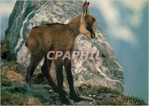 Cartes postales moderne Chamois (Nouveau Ne) Rupicapra Rupicapra Rassemblement des Opposants a la Chasse