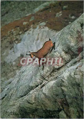 Cartes postales moderne Chamois Rupicapra Rupicapra Rassemblement des Opposants a la Chasse