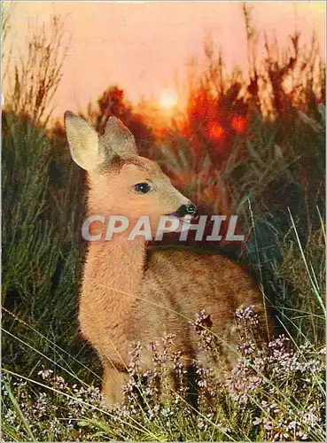 Cartes postales moderne Petit Faon