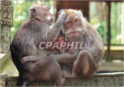 Cartes postales moderne Macaque Crabier (Macaca Fascicularis) Asie du Sud Est ce MacaquePhilippines a Java Singe Brigitt