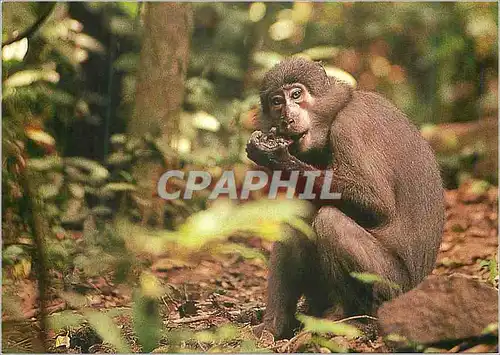 Cartes postales moderne Mangabey a Collier Blanc Singe WWF