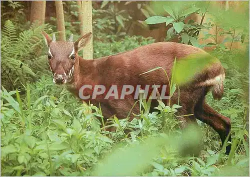 Cartes postales moderne Sao la WWF World Wide Fund for Nature