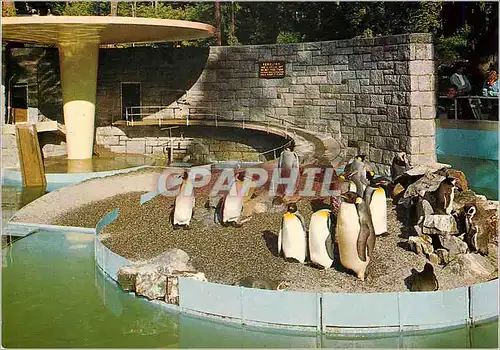 Moderne Karte Penguins in Stanley Park Vancouver B C Canada