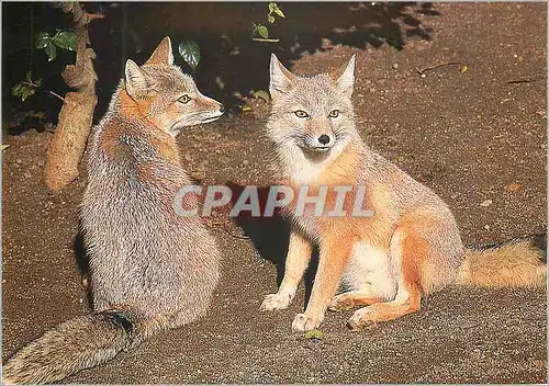 Cartes postales moderne Renard des Steppes WWF World Wide Fund for Nature