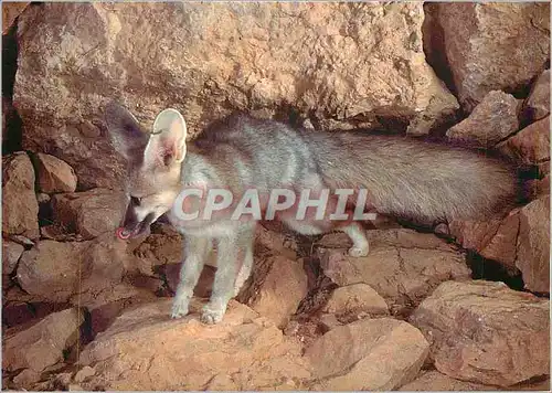 Cartes postales moderne Renard de Blanfort WWF World Wide Fund for Nature