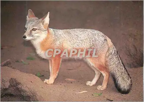 Cartes postales moderne Renard des Steppes WWF World Wide Fund for Nature