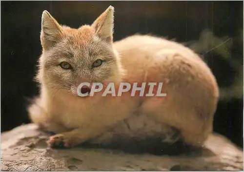 Cartes postales moderne Renard des Steppes WWF World Wide Fund for Nature