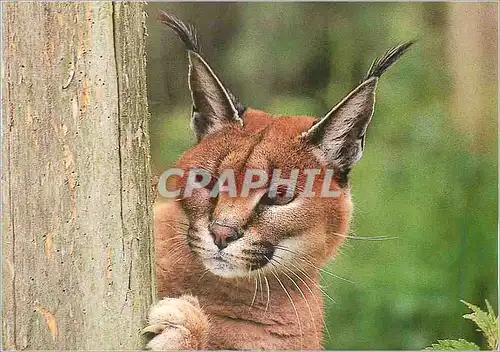 Moderne Karte Caracal WWF World Wide Fund for Nature