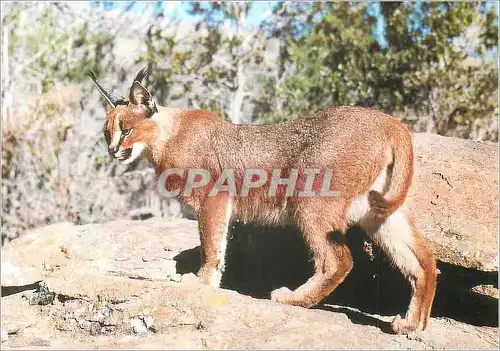 Cartes postales moderne Caracal WWF World Wide Fund for Nature