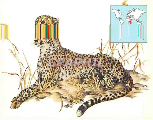 Cartes postales moderne Guepard (Acinonyx Jubatus)