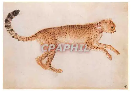 Cartes postales moderne Guepard Bondissant de Profil vers la Droite et Portant un Collier Rouge Louvre Departement des A