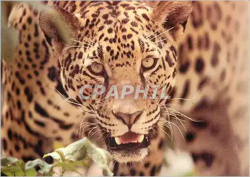 Cartes postales moderne Jaguar the Jaguar (Panthera Onca) is one of the Big Cats