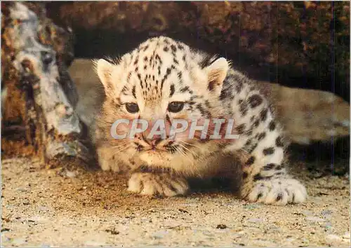 Cartes postales moderne Pantheres des Neiges WWF World Wide Fund for Nature