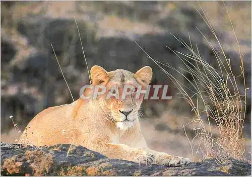 Cartes postales moderne Lion Asiatique WWF World Wide Fund for Nature