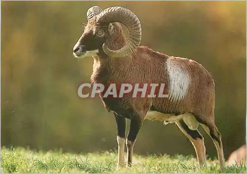 Moderne Karte Mouflon WWF World Wide Fund for Nature