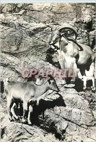 Cartes postales moderne Mouflons a Manchettes Publicite Tranfusine