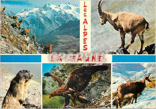 Cartes postales moderne Les Alpes Pittoresques La Faune Aigle Chamois Isard