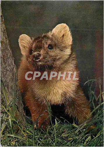 Cartes postales moderne Marte