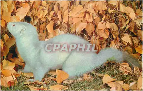 Cartes postales moderne Vison