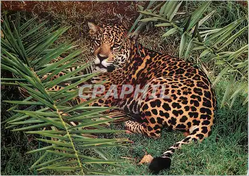 Cartes postales moderne Jaguar The Jaguar (Panthera onca) Resembles the Leopard of the Old World However it is easily di