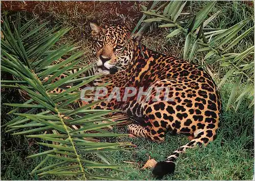 Moderne Karte Jaguar The Jaguar (Panthera onca) Resembles the Leopard of the Old World However it is easily di