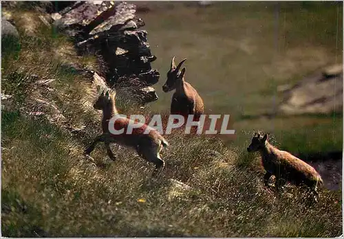 Cartes postales moderne Faune et Flore